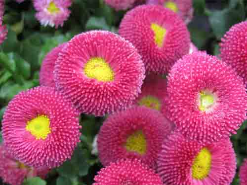 花卉